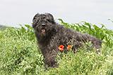 BOUVIER DES FLANDRES 043